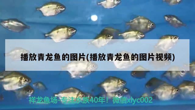 播放青龍魚的圖片(播放青龍魚的圖片視頻) 青龍魚