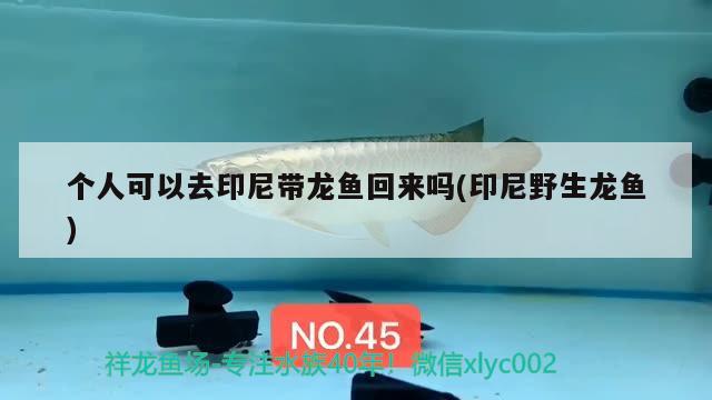 個(gè)人可以去印尼帶龍魚(yú)回來(lái)嗎(印尼野生龍魚(yú)) 月光鴨嘴魚(yú)