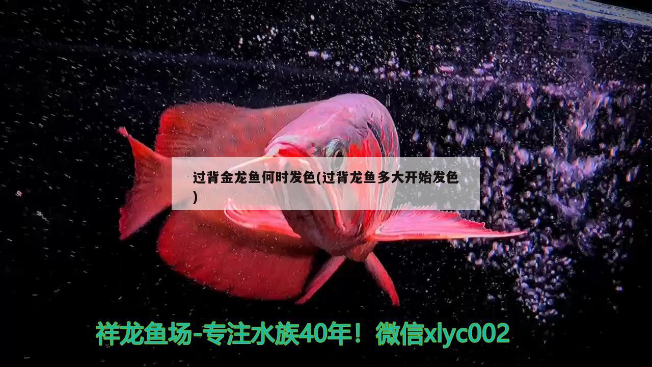 養(yǎng)什么魚有利于風(fēng)水，什么羅漢魚比較好養(yǎng)