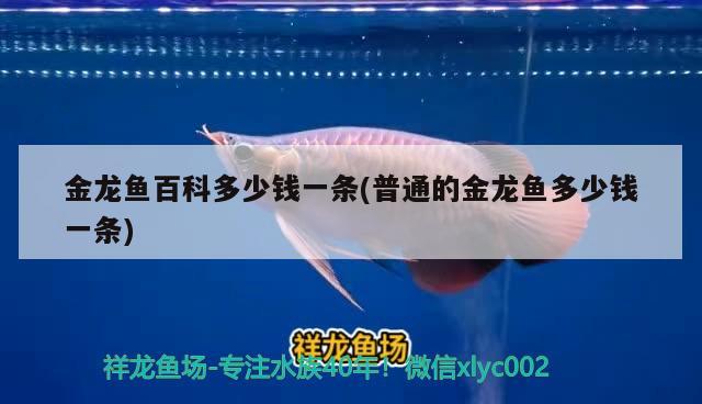 觀賞魚種類大全及種類有哪些，觀賞魚品種大全及價格表大全及圖片及價格表大全及圖片及名稱 玫瑰銀版魚 第2張