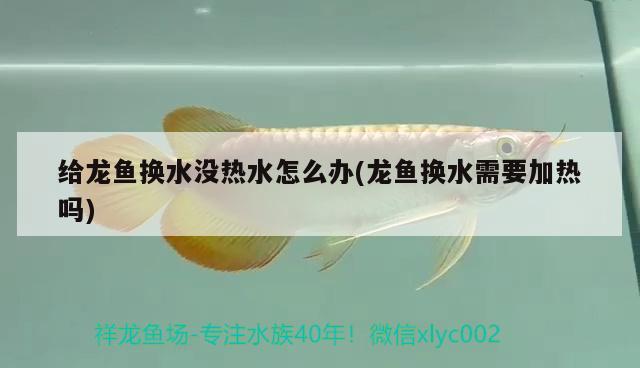 龍魚公母區(qū)分：龍魚公母區(qū)分圖片大全 觀賞魚市場(chǎng) 第1張