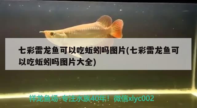 養(yǎng)什么魚(yú)有利于風(fēng)水，什么羅漢魚(yú)比較好養(yǎng)