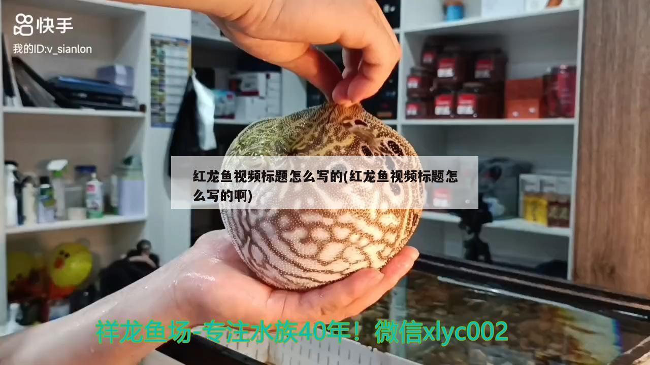 紅龍魚視頻標題怎么寫的(紅龍魚視頻標題怎么寫的啊)