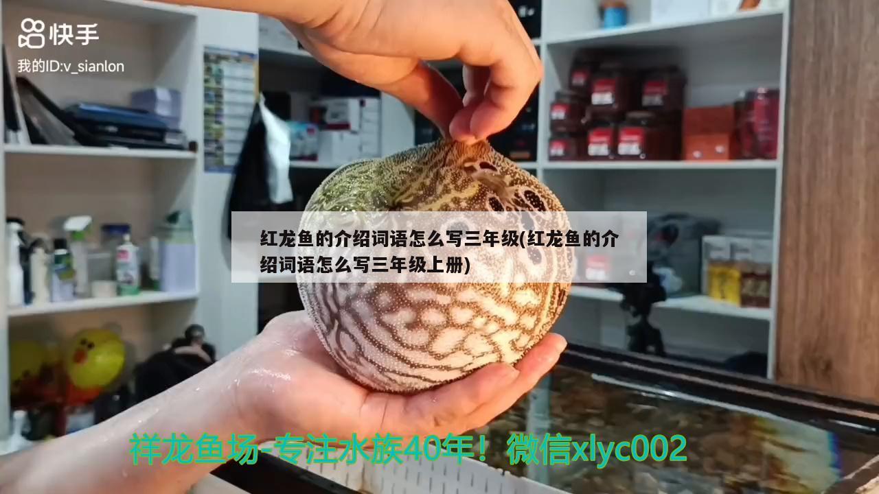 紅龍魚的介紹詞語怎么寫三年級(紅龍魚的介紹詞語怎么寫三年級上冊) 祥龍金禾金龍魚