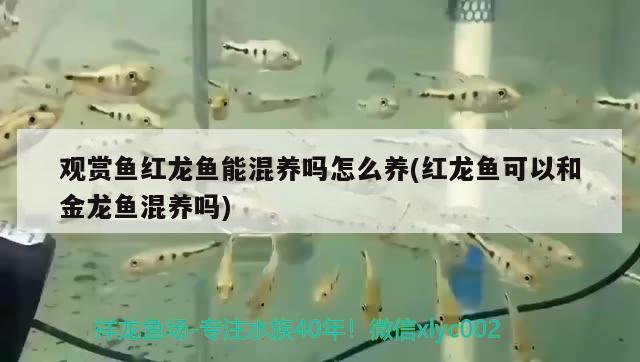 如何清洗魚缸底部的污垢妙招：魚缸底部怎么清潔 暹羅巨鯉