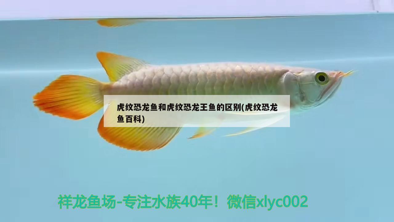 虎紋恐龍魚和虎紋恐龍王魚的區(qū)別(虎紋恐龍魚百科) 恐龍王魚