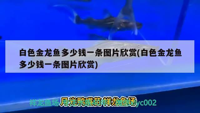 皇冠狗頭魚缸里需要放什么嗎，皇冠狗頭魚缸里需要放什么嗎視頻