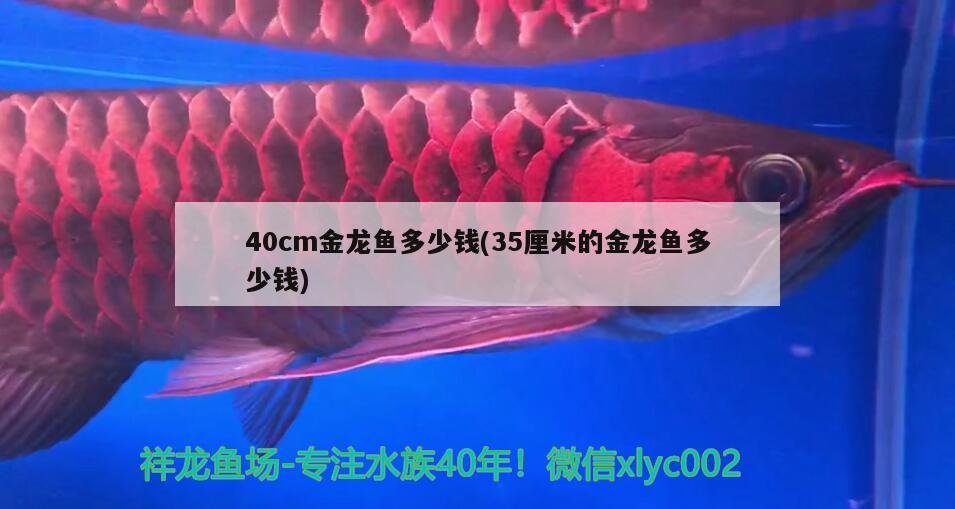 40cm金龍魚多少錢(35厘米的金龍魚多少錢) 杰西卡恐龍魚