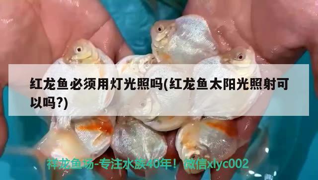 紅龍魚必須用燈光照嗎(紅龍魚太陽(yáng)光照射可以嗎?)