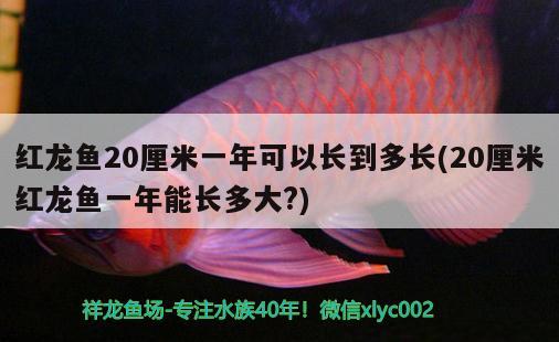 紅龍魚20厘米一年可以長到多長(20厘米紅龍魚一年能長多大?) 鴨嘴鯊魚