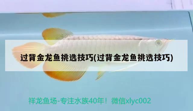 過(guò)背金龍魚(yú)挑選技巧(過(guò)背金龍魚(yú)挑選技巧) 過(guò)背金龍魚(yú)