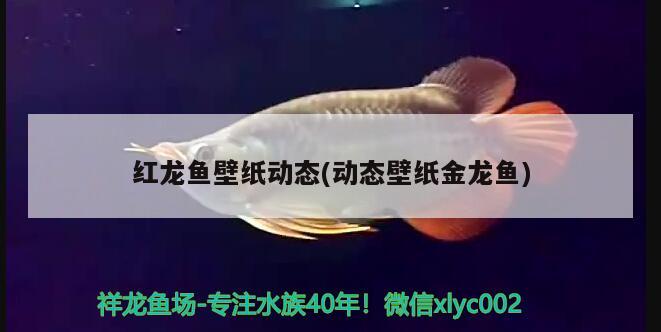 紅龍魚壁紙動(dòng)態(tài)(動(dòng)態(tài)壁紙金龍魚) 金三間魚