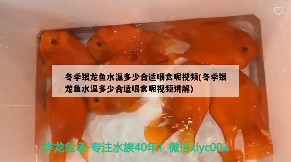 冬季銀龍魚水溫多少合適喂食呢視頻(冬季銀龍魚水溫多少合適喂食呢視頻講解)