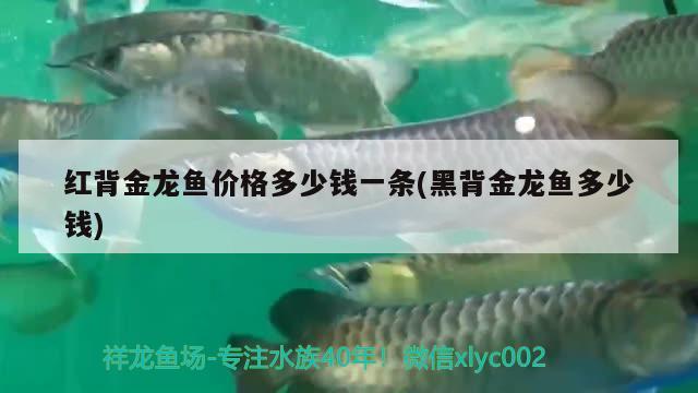 紅背金龍魚價格多少錢一條(黑背金龍魚多少錢)