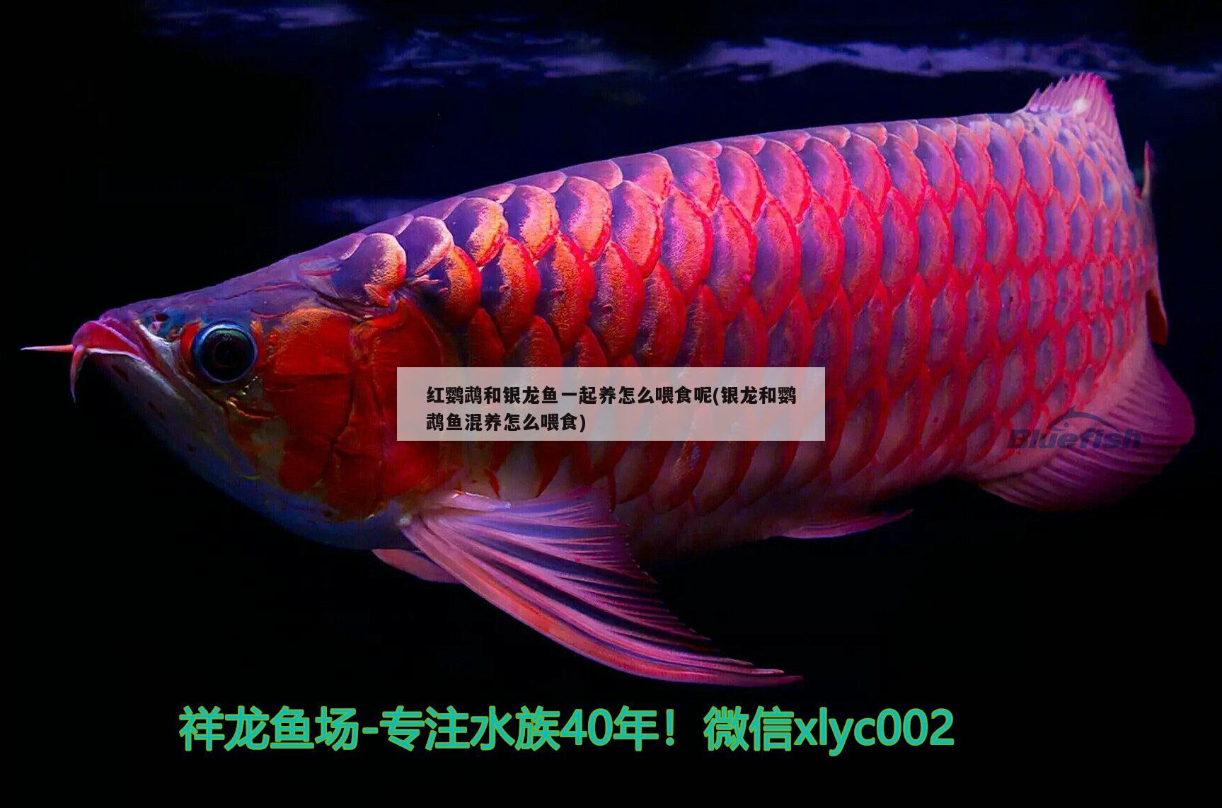 紅鸚鵡和銀龍魚一起養(yǎng)怎么喂食呢(銀龍和鸚鵡魚混養(yǎng)怎么喂食) 鸚鵡魚