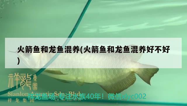 火箭魚(yú)和龍魚(yú)混養(yǎng)(火箭魚(yú)和龍魚(yú)混養(yǎng)好不好)