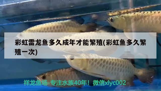 金龍魚是什么品種的魚 金龍魚是哪 皇冠黑白魟魚