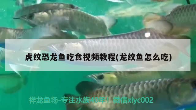 虎紋恐龍魚吃食視頻教程(龍紋魚怎么吃)