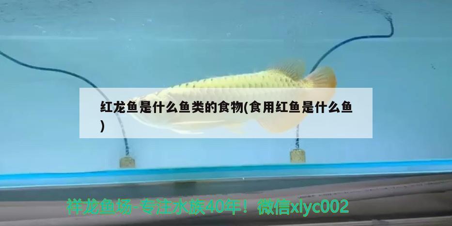 紅龍魚是什么魚類的食物(食用紅魚是什么魚)