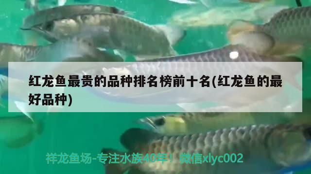 紅龍魚最貴的品種排名榜前十名(紅龍魚的最好品種)