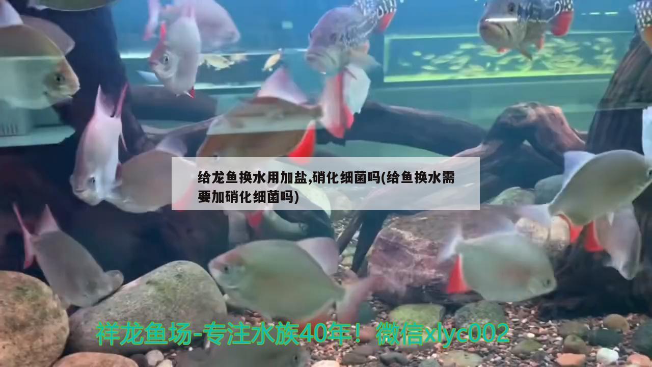 給龍魚換水用加鹽,硝化細(xì)菌嗎(給魚換水需要加硝化細(xì)菌嗎) 硝化細(xì)菌