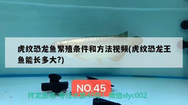 虎紋恐龍魚繁殖條件和方法視頻(虎紋恐龍王魚能長多大?)