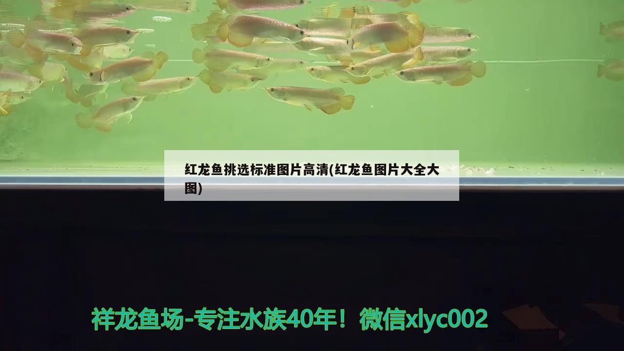 紅龍魚挑選標準圖片高清(紅龍魚圖片大全大圖) 非洲象鼻魚