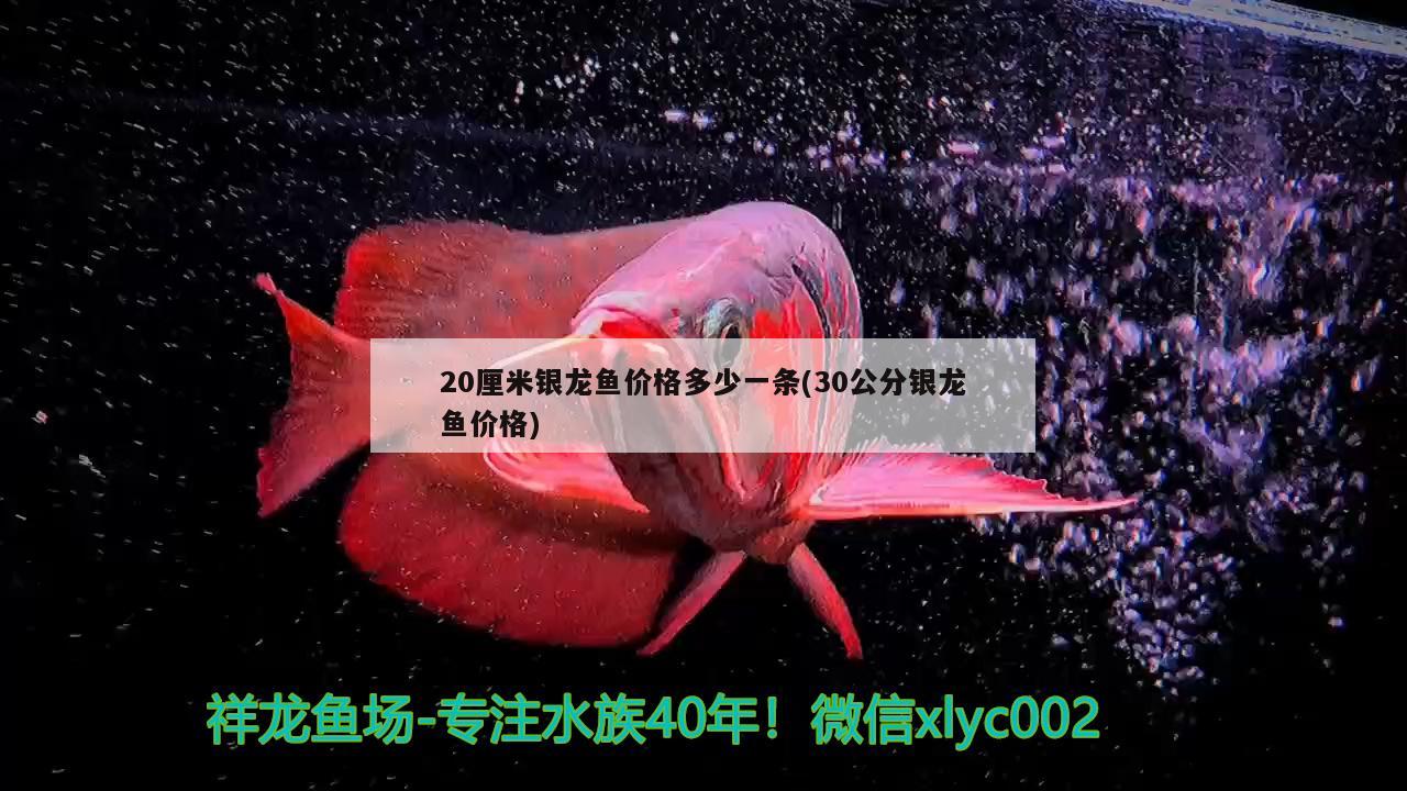 20厘米銀龍魚價格多少一條(30公分銀龍魚價格)