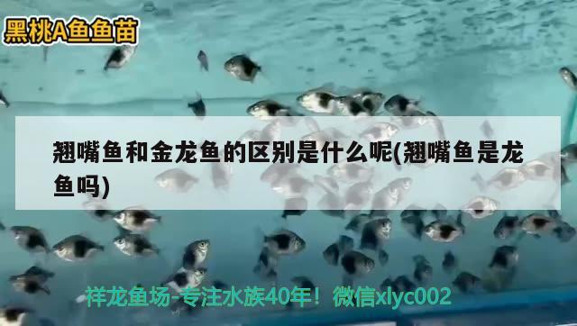 翹嘴魚和金龍魚的區(qū)別是什么呢(翹嘴魚是龍魚嗎)