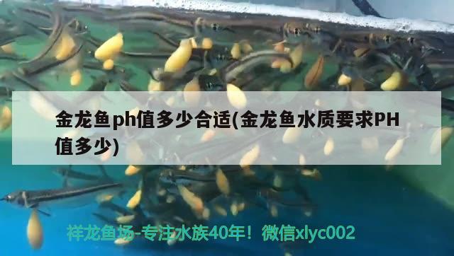 金龍魚ph值多少合適(金龍魚水質(zhì)要求PH值多少) 細線銀板魚苗