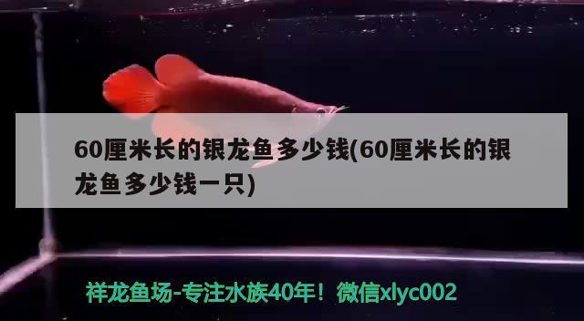 60厘米長(zhǎng)的銀龍魚多少錢(60厘米長(zhǎng)的銀龍魚多少錢一只) 銀龍魚百科