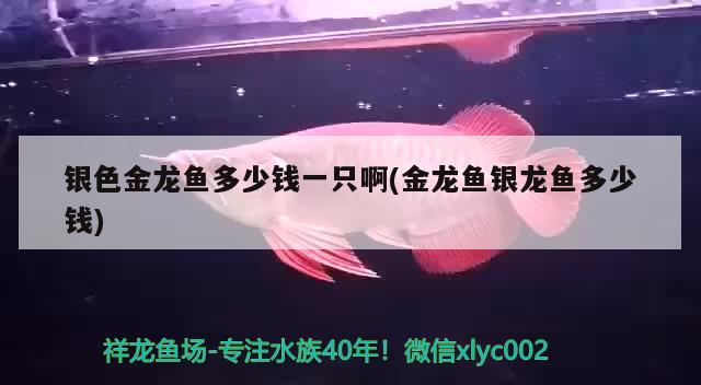 魚(yú)缸濾材（魚(yú)缸濾材哪種最好用） 水族品牌 第1張