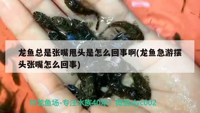 龍魚總是張嘴甩頭是怎么回事啊(龍魚急游擺頭張嘴怎么回事)