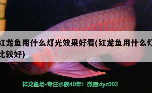 紅龍魚用什么燈光效果好看(紅龍魚用什么燈比較好)