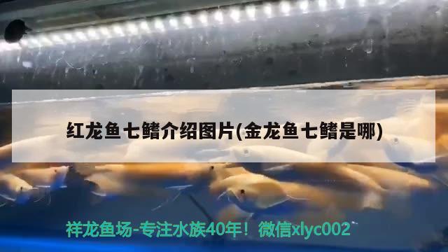 紅龍魚七鰭介紹圖片(金龍魚七鰭是哪) 一眉道人魚苗