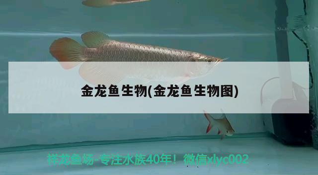 金龍魚生物(金龍魚生物圖) 非洲金鼓魚