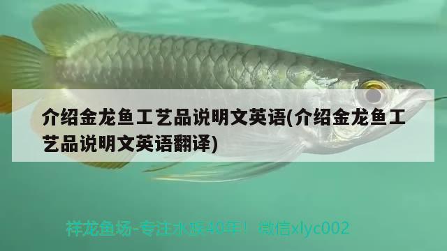 介紹金龍魚(yú)工藝品說(shuō)明文英語(yǔ)(介紹金龍魚(yú)工藝品說(shuō)明文英語(yǔ)翻譯)