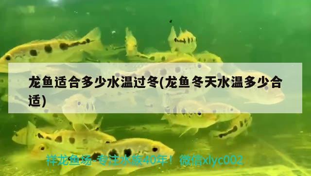 龍魚(yú)適合多少水溫過(guò)冬(龍魚(yú)冬天水溫多少合適)