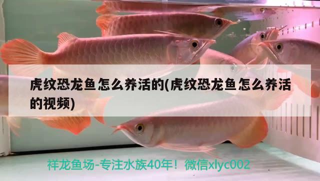 虎紋恐龍魚怎么養(yǎng)活的(虎紋恐龍魚怎么養(yǎng)活的視頻) 黃金夢幻雷龍魚