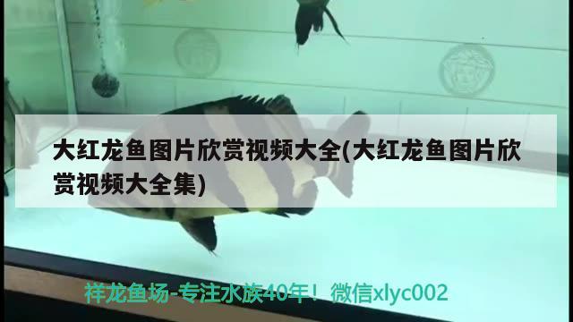 鐵甲武士魚多少錢一條：誰能給我解釋下哪些是風(fēng)水魚 魚缸風(fēng)水 第3張