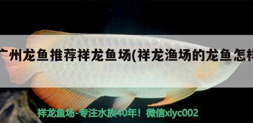 印尼觀賞魚進口價格表大全圖解視頻下載安裝(印尼海水魚批發(fā)) 觀賞魚進出口 第4張