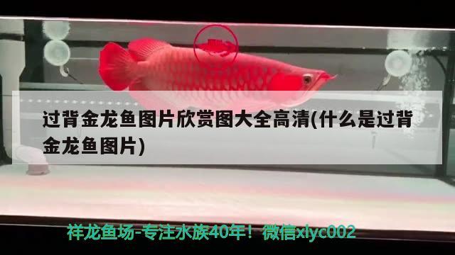 過背金龍魚圖片欣賞圖大全高清(什么是過背金龍魚圖片) 過背金龍魚