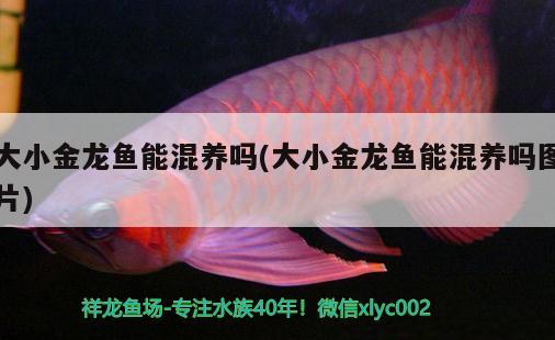 大小金龍魚能混養(yǎng)嗎(大小金龍魚能混養(yǎng)嗎圖片)