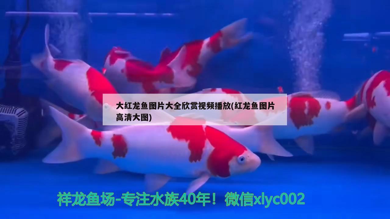 大紅龍魚圖片大全欣賞視頻播放(紅龍魚圖片高清大圖) 熊貓異形魚L46