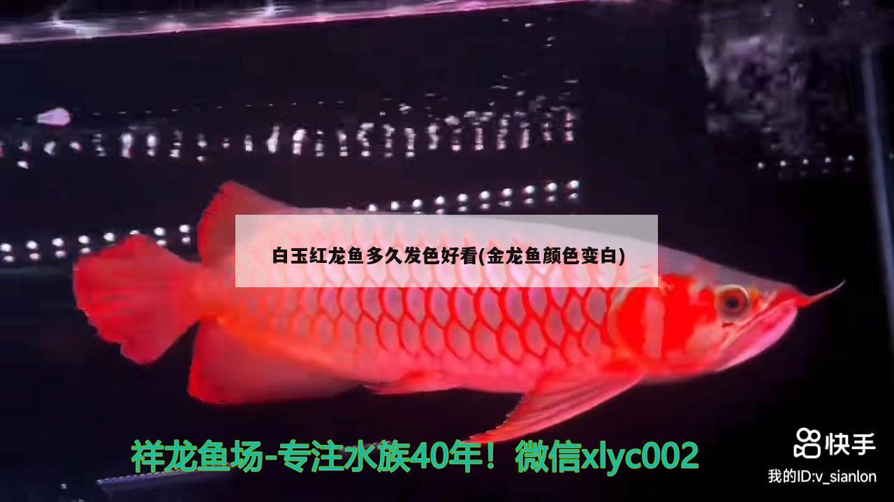 白玉紅龍魚多久發(fā)色好看(金龍魚顏色變白)