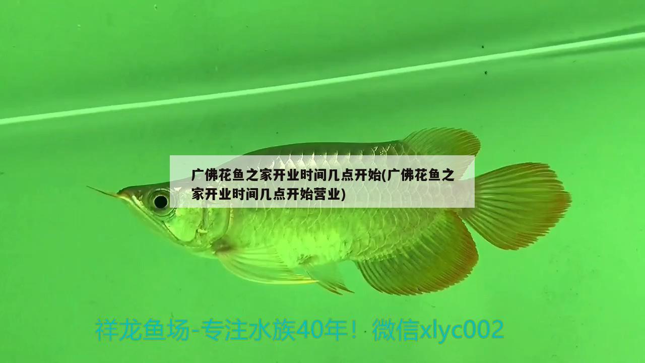 廣佛花魚之家開業(yè)時間幾點開始(廣佛花魚之家開業(yè)時間幾點開始營業(yè)) 龍魚百科