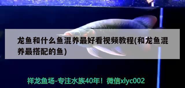 龍魚和什么魚混養(yǎng)最好看視頻教程(和龍魚混養(yǎng)最搭配的魚)