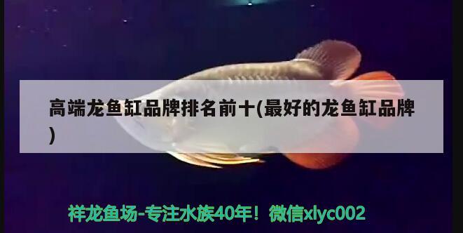 高端龍魚缸品牌排名前十(最好的龍魚缸品牌) 祥龍傳奇品牌魚缸