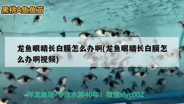 龍魚眼睛長白膜怎么辦啊(龍魚眼睛長白膜怎么辦啊視頻) 水族品牌