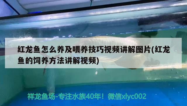 紅龍魚(yú)怎么養(yǎng)及喂養(yǎng)技巧視頻講解圖片(紅龍魚(yú)的飼養(yǎng)方法講解視頻)